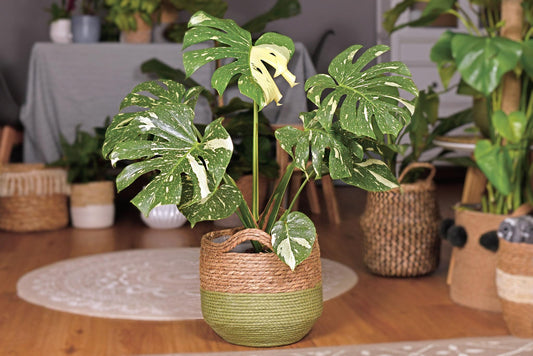 Green potted plant with white variegation in a woven pot on a wooden floor.