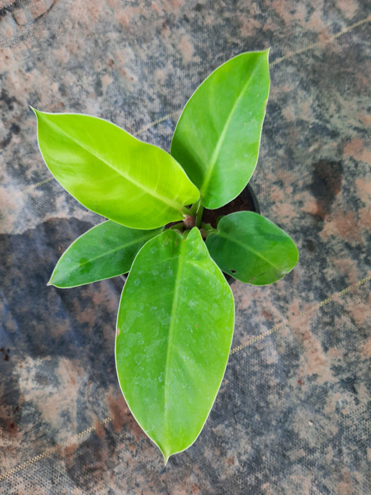 Philodendron Moonshine small in 5inch pot