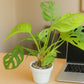 Broken Heart plant (Monstera adansonii) in 4inch nursery pot