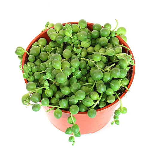 string of pearls in 5inch hanging pot
