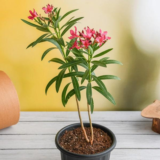 oleander 1 to 2 feet in 6inch pot