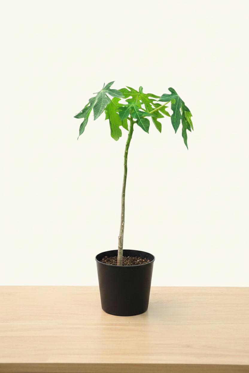 Potted plant on a wooden surface with a white background
