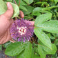 Passion Flower Creeper in 5inch pot