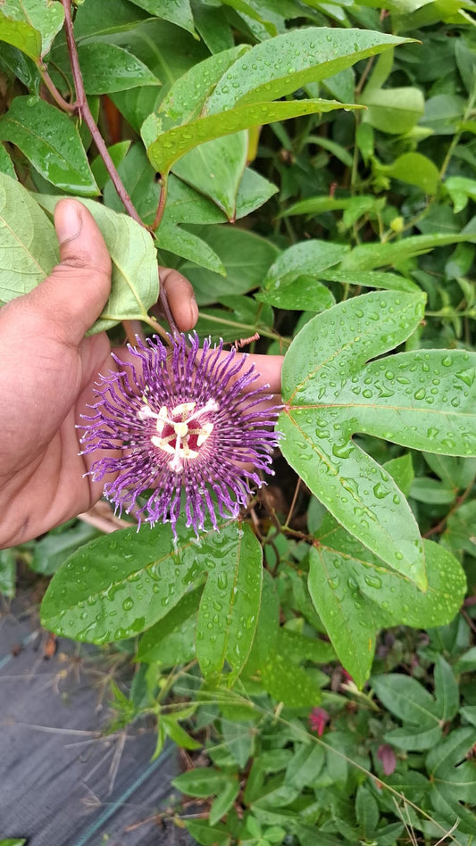 Passion Flower Creeper in 5inch pot