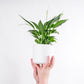 Peace lily plant medium in 12cm pot