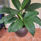 Rare Giant Peace Lily or Spathiphyllum Sensation Variety in 6 inch