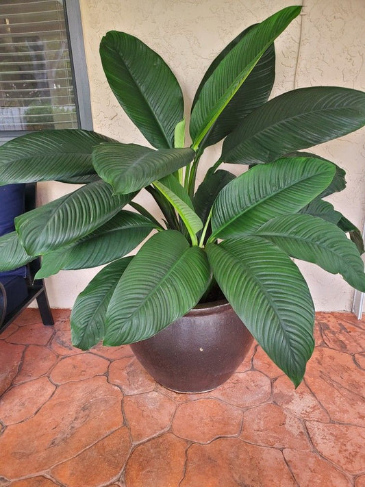 Rare Giant Peace Lily or Spathiphyllum Sensation Variety in 6 inch