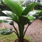 Rare Giant Peace Lily or Spathiphyllum Sensation Variety in 6 inch