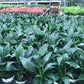 Peace lily plant medium in 12cm pot