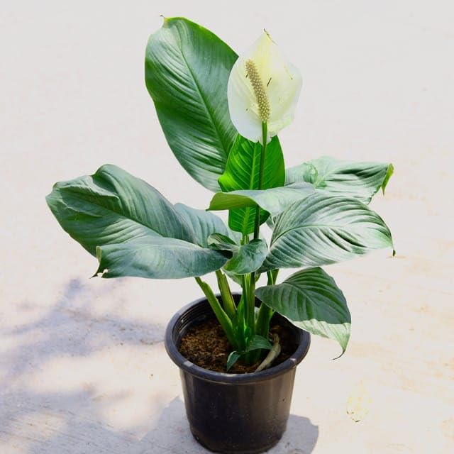 Rare Giant Peace Lily or Spathiphyllum Sensation Variety in 6 inch