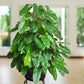philodendron burle marx in 5inch nursery pot