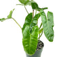 philodendron burle marx in 5inch nursery pot