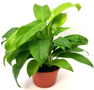 Philodendron Ceylon
