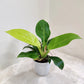 Philodendron Moonshine in 5inch pot
