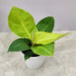 Philodendron Moonshine in 5inch pot