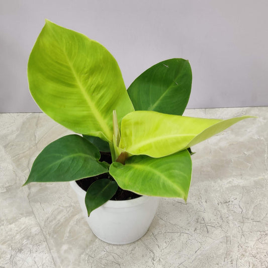 Philodendron Moonshine in 5inch pot