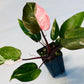 Philodendron Pink Princess in 6inch pot