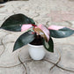 Philodendron Pink Princess in 5inch pot