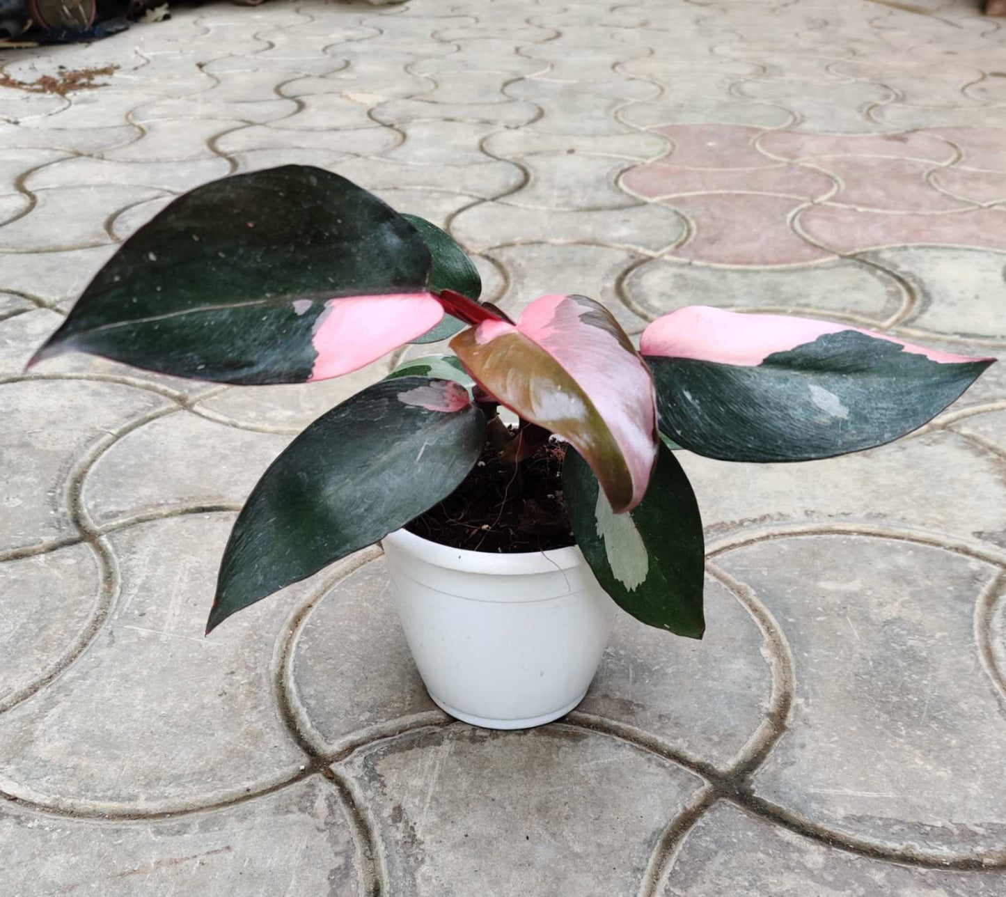 Philodendron Pink Princess in 5inch pot