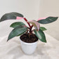 Philodendron Pink Princess in 5inch pot