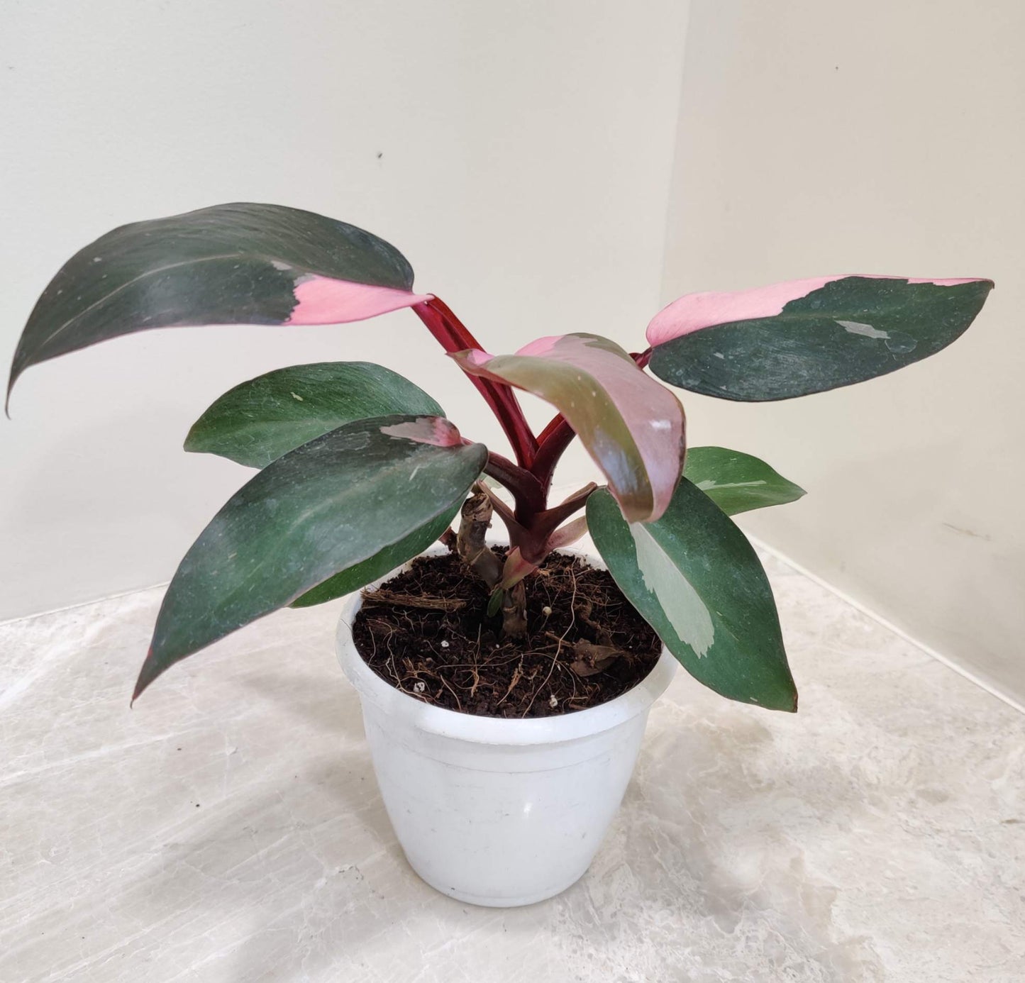 Philodendron Pink Princess in 5inch pot