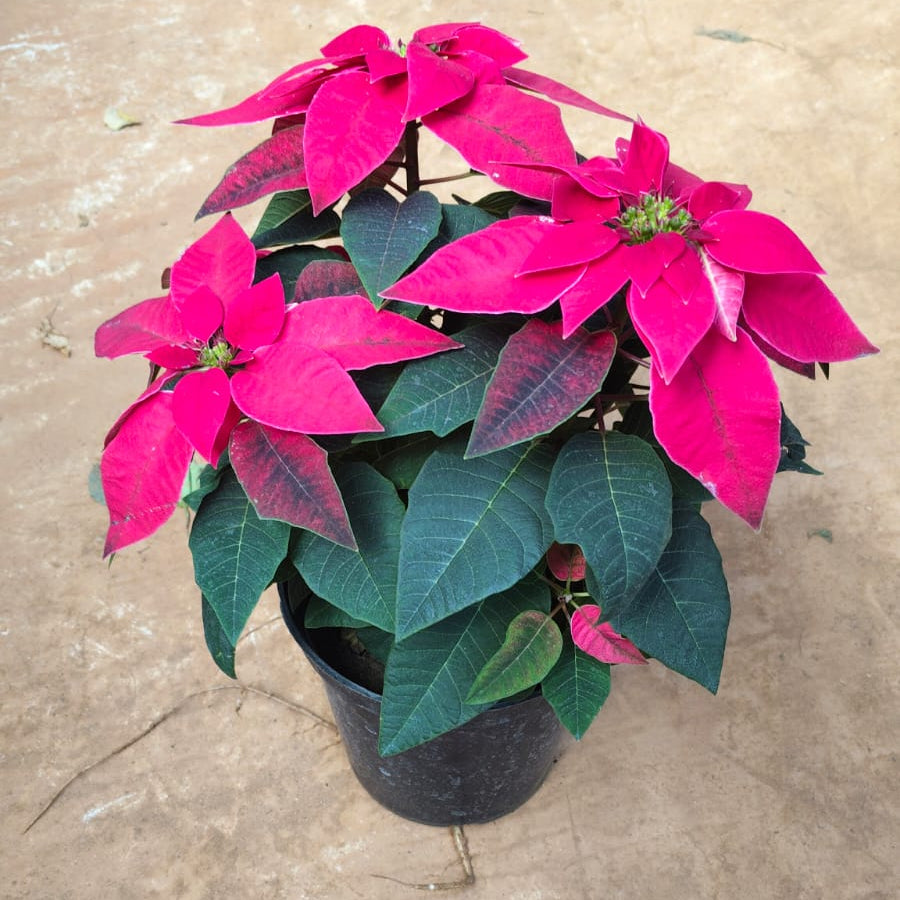 poinsettia red in 5inch pot