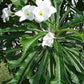 Plumeria pudica (White Frangipani) BIG in 8 inch pot 4-5 ft height