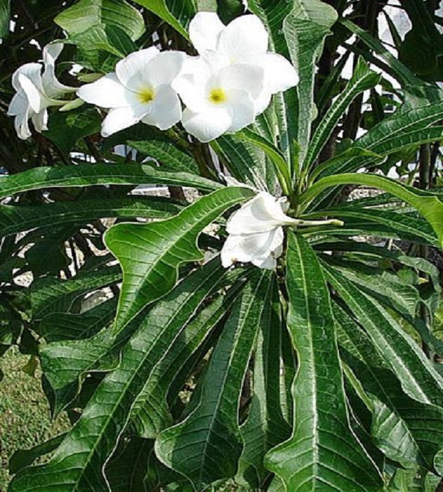Plumeria pudica (White Frangipani) BIG in 8 inch pot 4-5 ft height