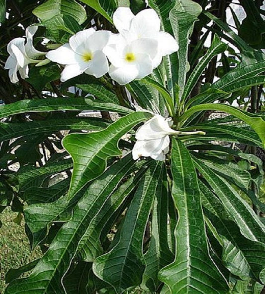 Plumeria pudica (White Frangipani) BIG in 8 inch pot 4-5 ft height