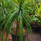 Ponytail Palm --large in 10inch pot