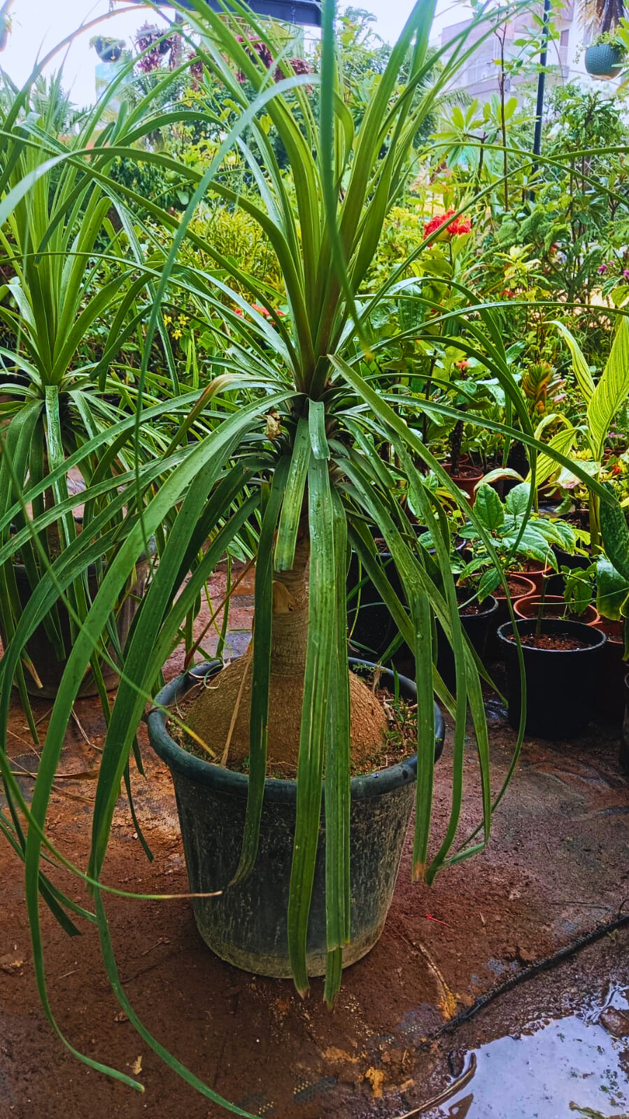 Ponytail Palm --large in 10inch pot