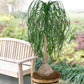 Ponytail Palm --large in 10inch pot