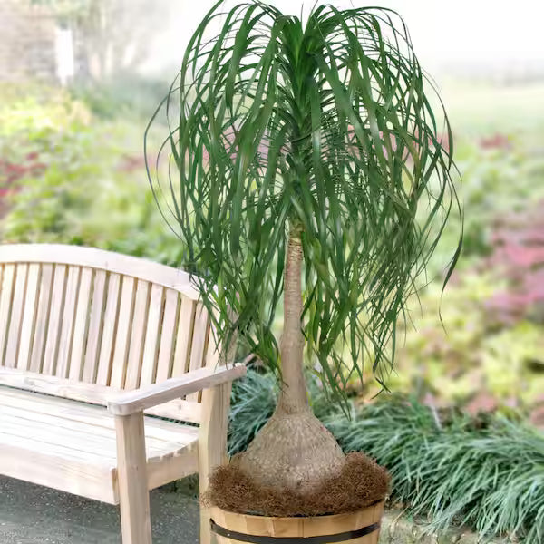 Ponytail Palm --large in 10inch pot