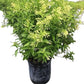 Raat Rani (Night-Blooming Jasmine / Cestrum nocturnum)  in 5inch pot
