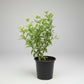 Raat Rani (Night-Blooming Jasmine / Cestrum nocturnum)  in 5inch pot