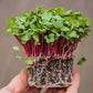 Red Radish Microgreen kit