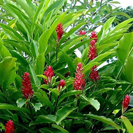 Red Ginger Plant in 4inch pot