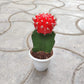 Gymnocalcium Moon Cactus 5.5 cm pot