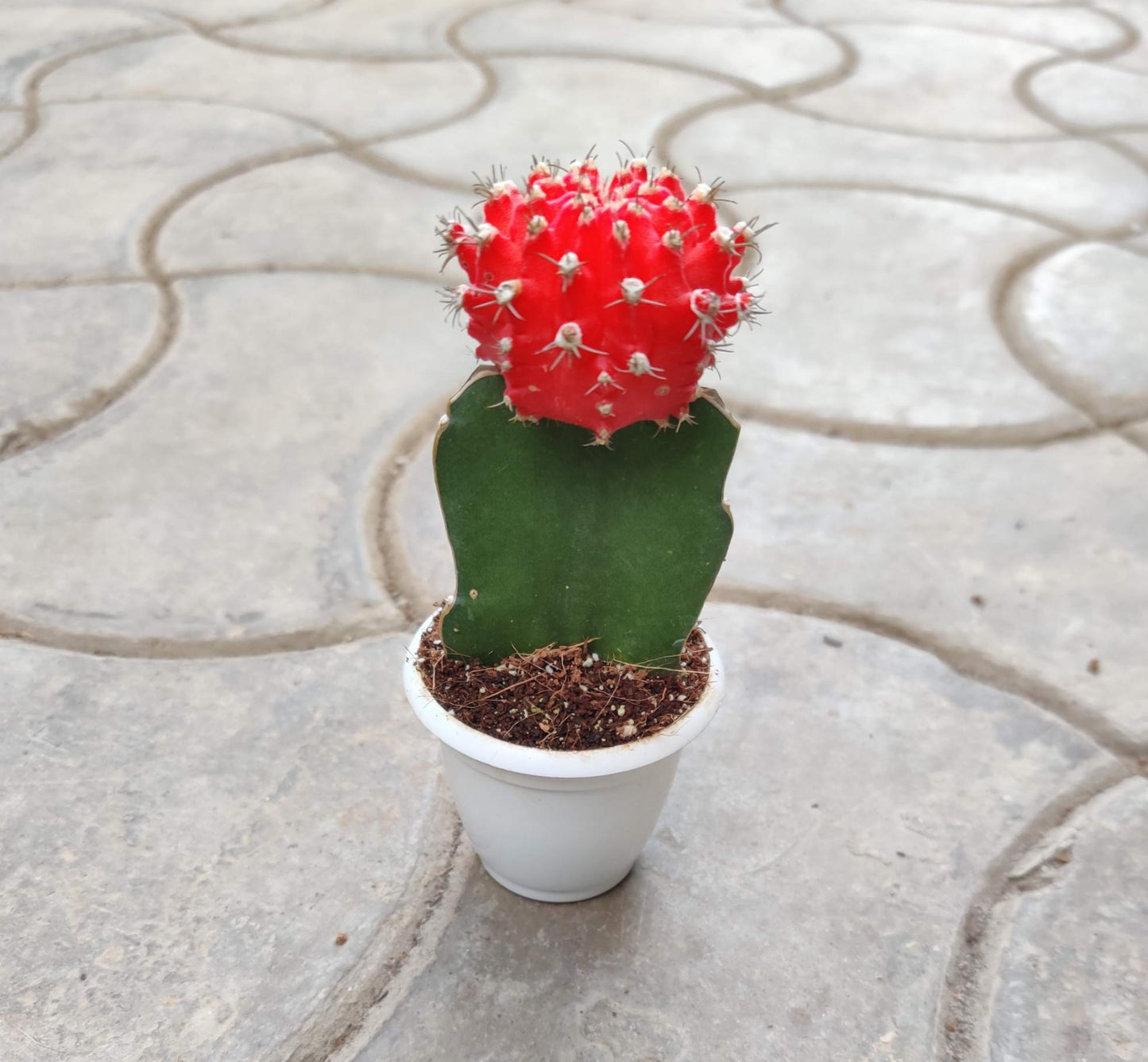 Gymnocalcium Moon Cactus 5.5 cm pot