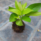 Kokedama money plant