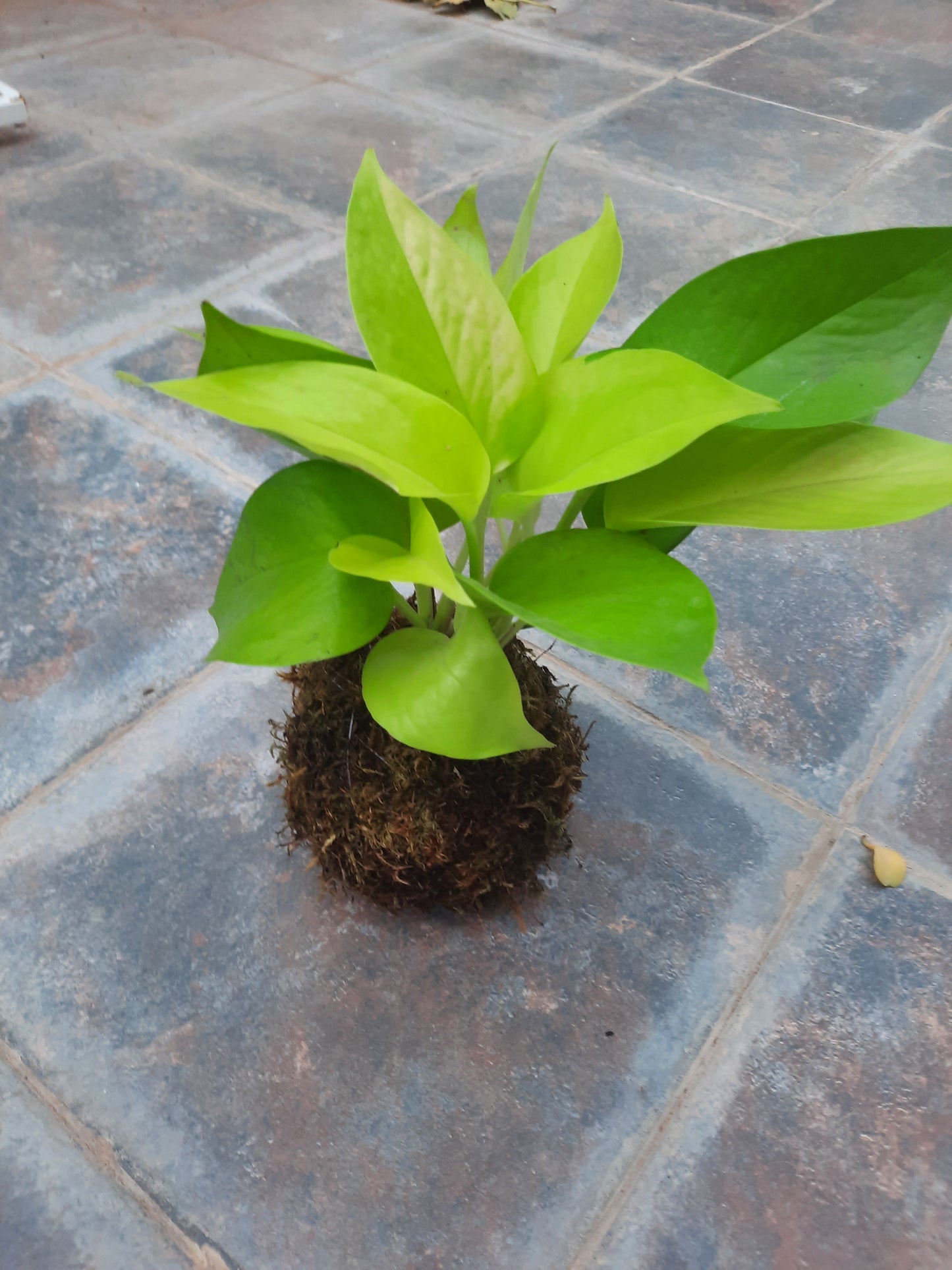 Kokedama money plant