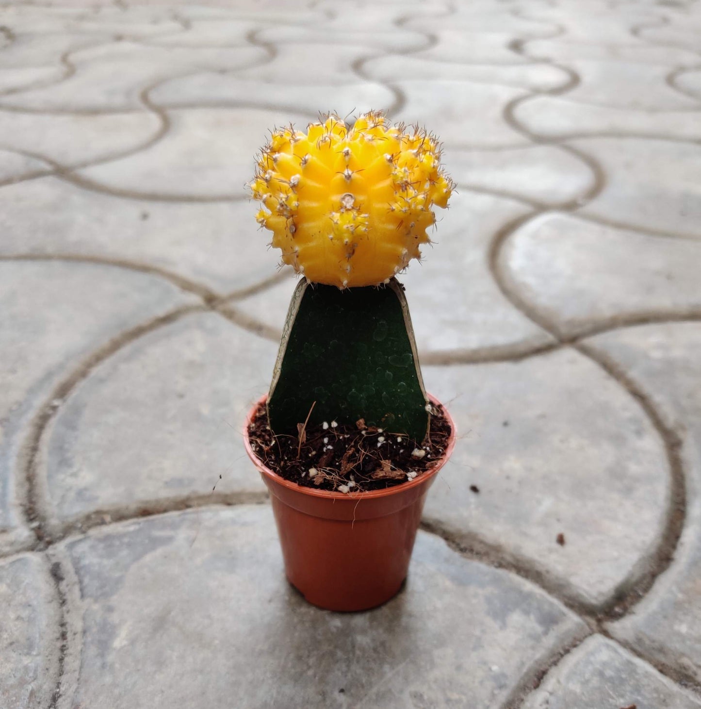 Gymnocalcium Moon Cactus 5.5 cm pot