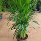 Areca Palm big in 8inch pot