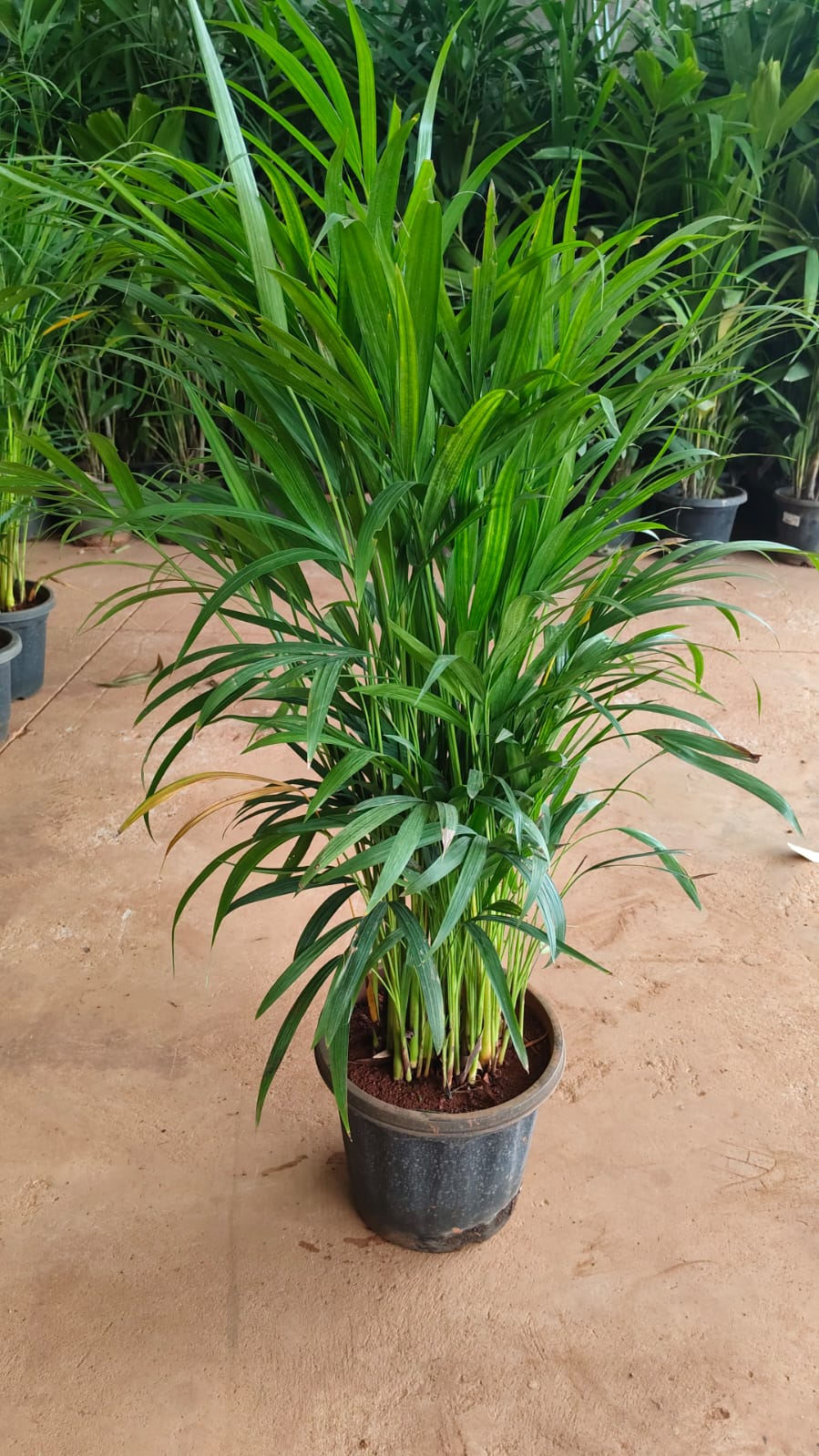 Areca Palm big in 8inch pot