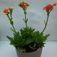 Kalanchoe plant (assorted color) in 3inch pot