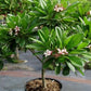 plumeria singaporensis dwarf 2ft height in 8inch pot