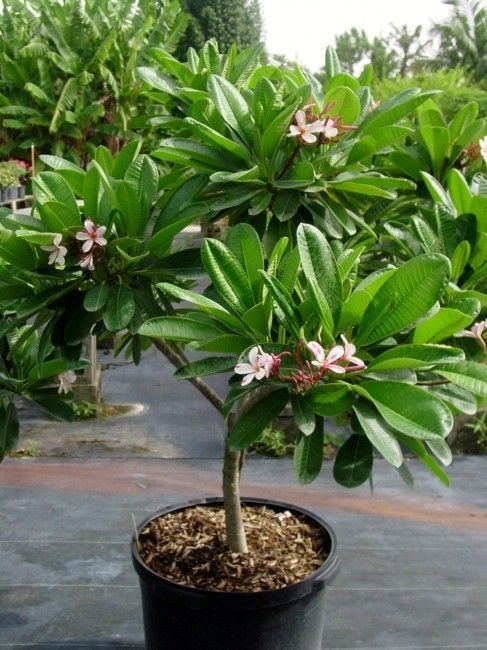 plumeria singaporensis dwarf 2ft height in 8inch pot