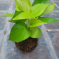 Kokedama money plant