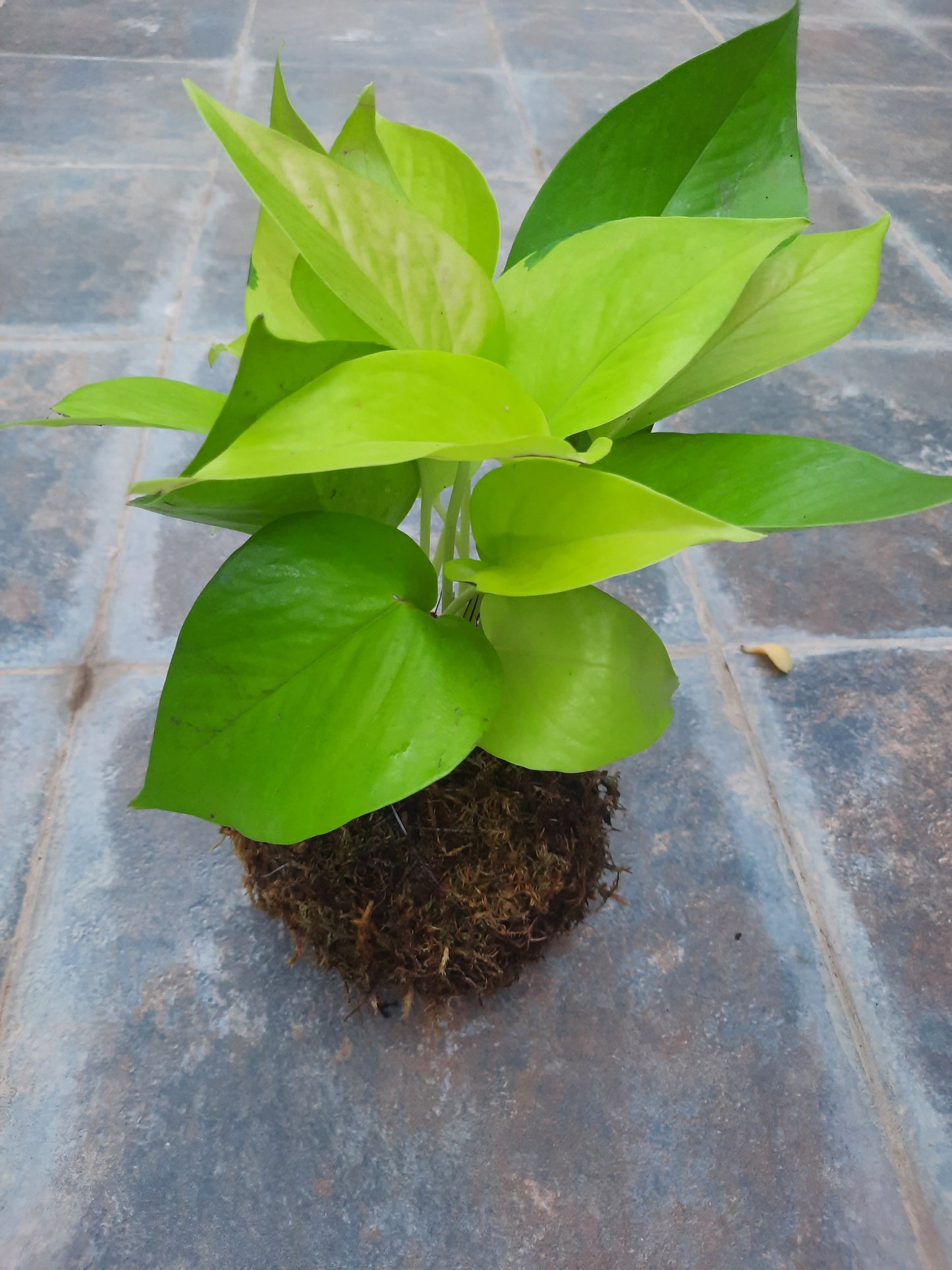 Kokedama money plant