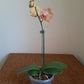 Phalaenopsis orchid with blooms